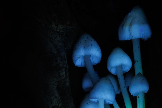 All creatures found to emit strange glow that extinguishes upon death, study finds