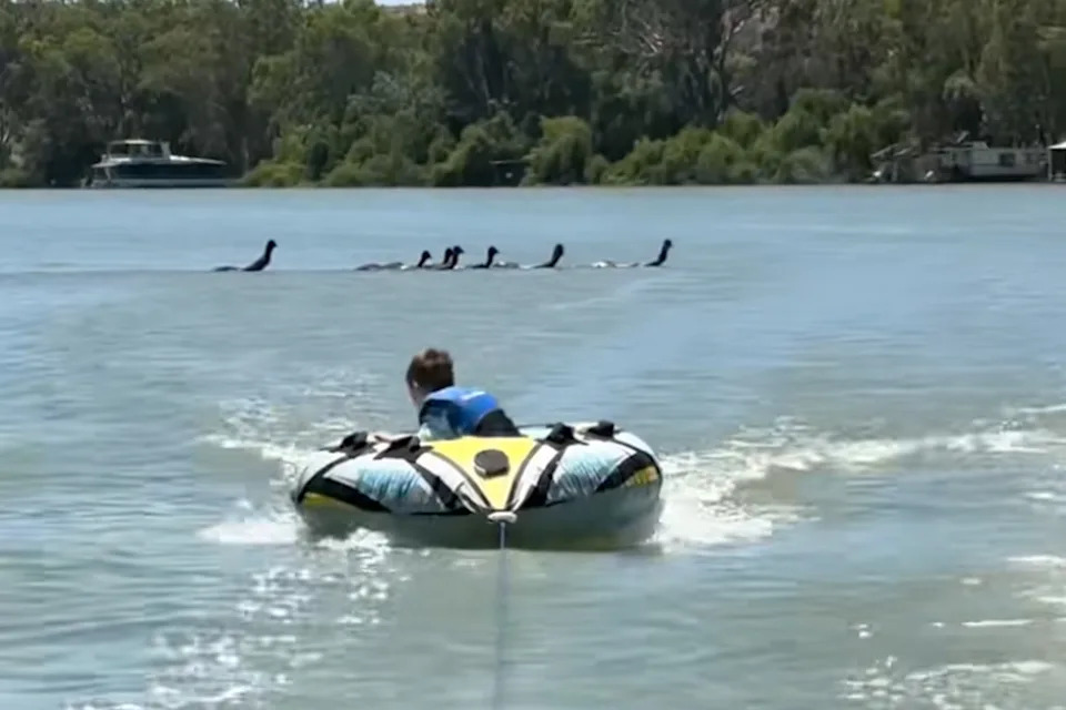 Emus swimming across the Murray River. 