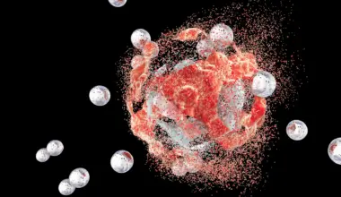 Bacteria hidden inside tumors could help beat cancer