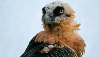 Generations of Bearded Vultures Stashed Human Items Including Crossbow Bolts and 14th-Century Sandals
