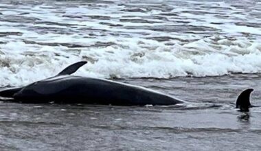 Dead dolphin discovered on south Donegal beach