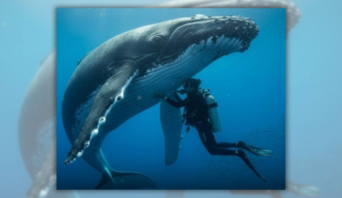 Did humpback whale really protect marine biologist from shark?