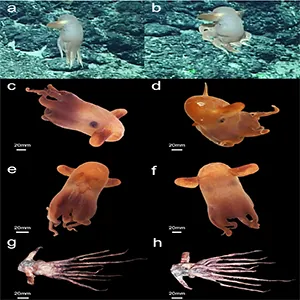 Overall form of Grimpoteuthis feitiana sp. nov. (MBM229046). a-b frame grabs from the video. c-f photographed fresh collection on August 21, 2017. c left side, lateral view. d right side, lateral view. e ventral view. f dorsal view. g-h photographed ethanol-preserved specimen. g dorsal view. h ventral view. Credit: Organisms Diversity & Evolution