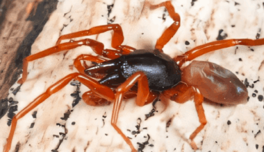 An Evolutionary Conundrum: Genome Of Red Devil Spiders Shrank To 1.7 Billion Base Pairs After Colonizing The Canary Islands