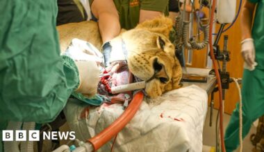 Rescued Ukrainian lioness in Kent undergoes critical surgery