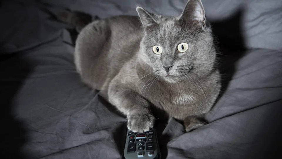 A gray cat looking shocked while watching TV with a remote control on the couch.Shutterstock / Anna Hoychuk