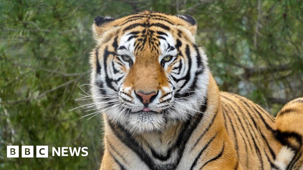 Noah's Ark Zoo Farm welcomes previously trafficked tiger