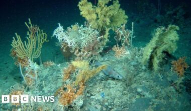 Plymouth scientists win £2m to use AI in deep-sea mapping