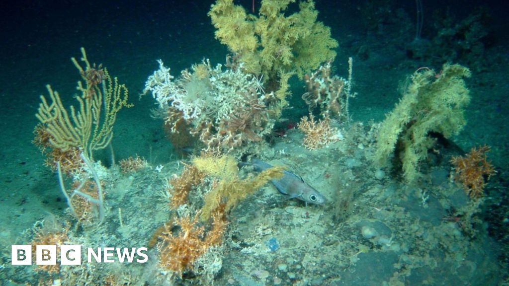 Plymouth scientists win £2m to use AI in deep-sea mapping