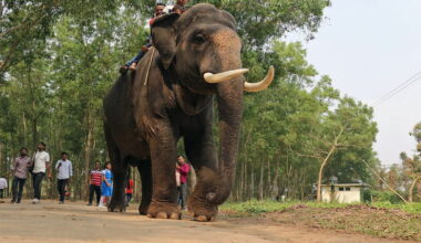 Bangladesh to reintroduce captive elephants to the wild