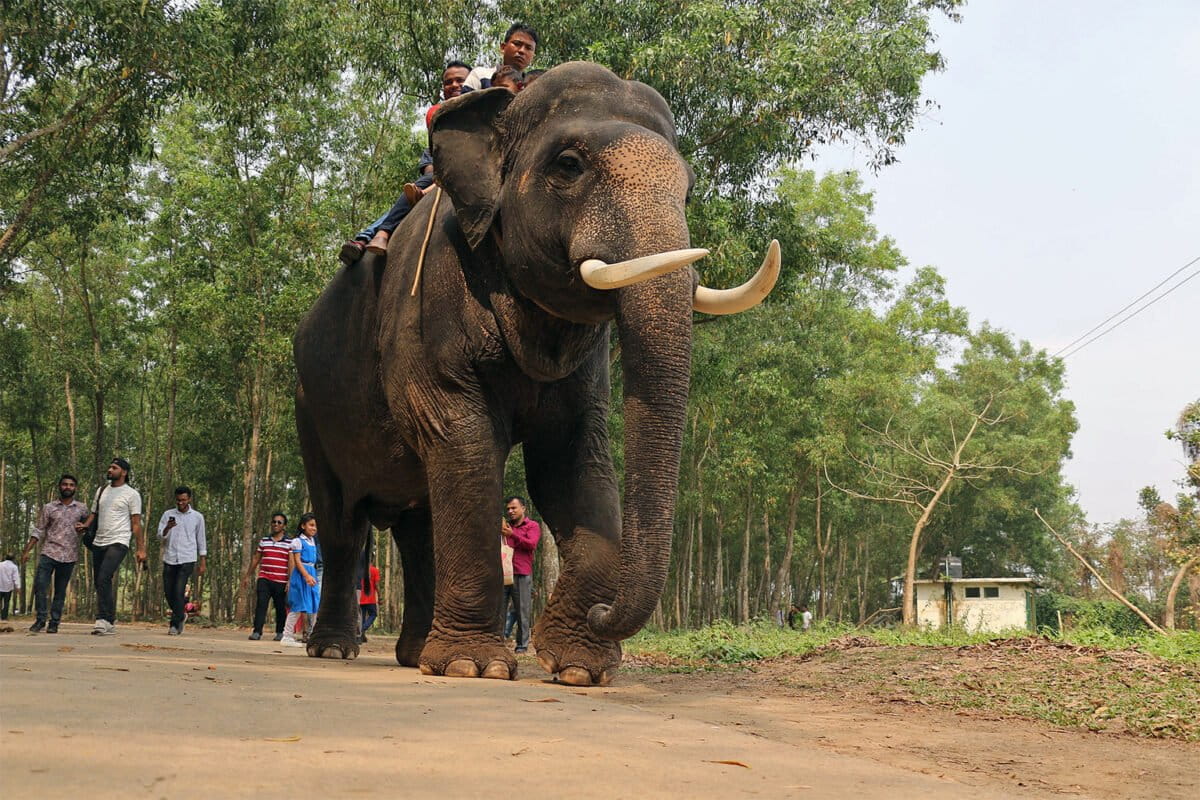 Bangladesh to reintroduce captive elephants to the wild
