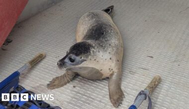 Peterborough seals rescued from river and returned to Norfolk