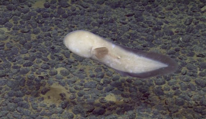 faceless eel filmed swimming at 13,000 feet off the Cook Islands
