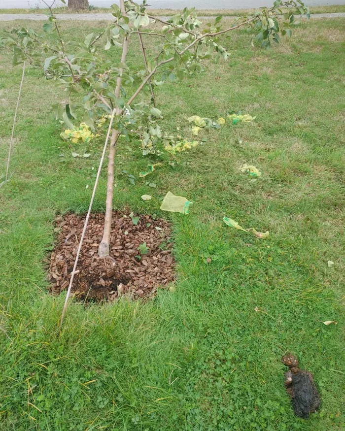 A young tree with fallen fruit lies on grass, surrounded by scattered leaves and trash