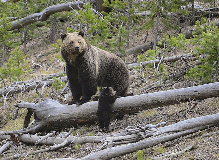 A large bear and a small one stand near a downed tree trunk.