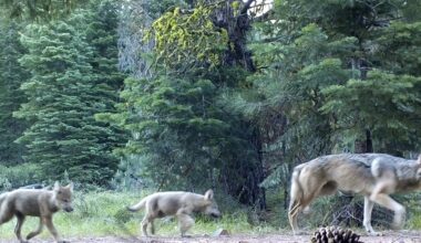 Wildlife recovery means more than just survival of a species