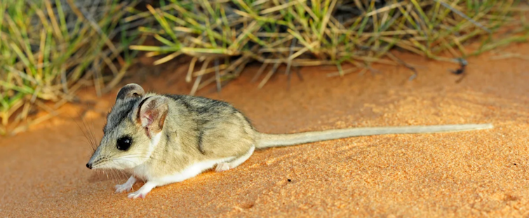 A small mouse-like dunnart sits on red sand.