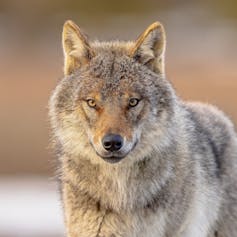close up shot of grey wolf looking at camera