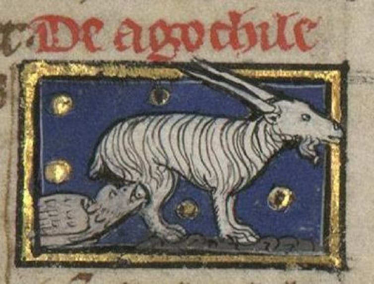 illustration of a bird drinking from a goat's udder