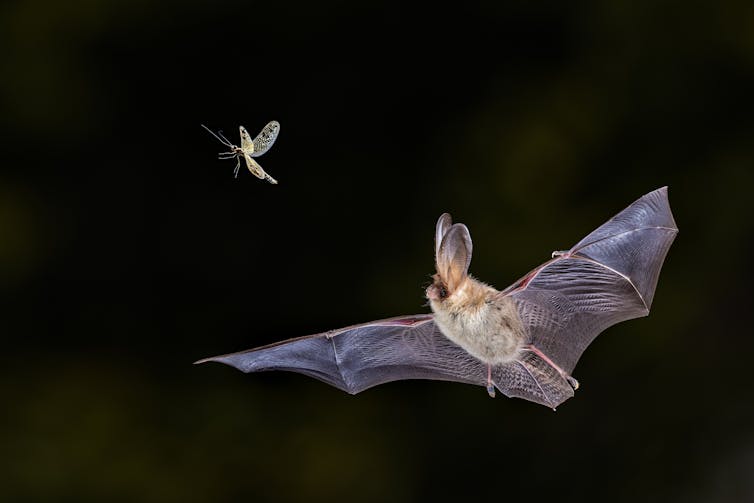 Bat flying and trying to catch moth in mid air.