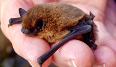 Seven things Halloween and Hollywood get wrong about bats