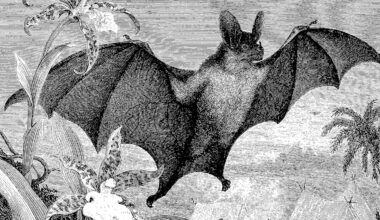 Let’s celebrate nature’s spookiest and freakiest animals this Halloween