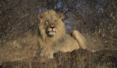 the dark side of researching popular species