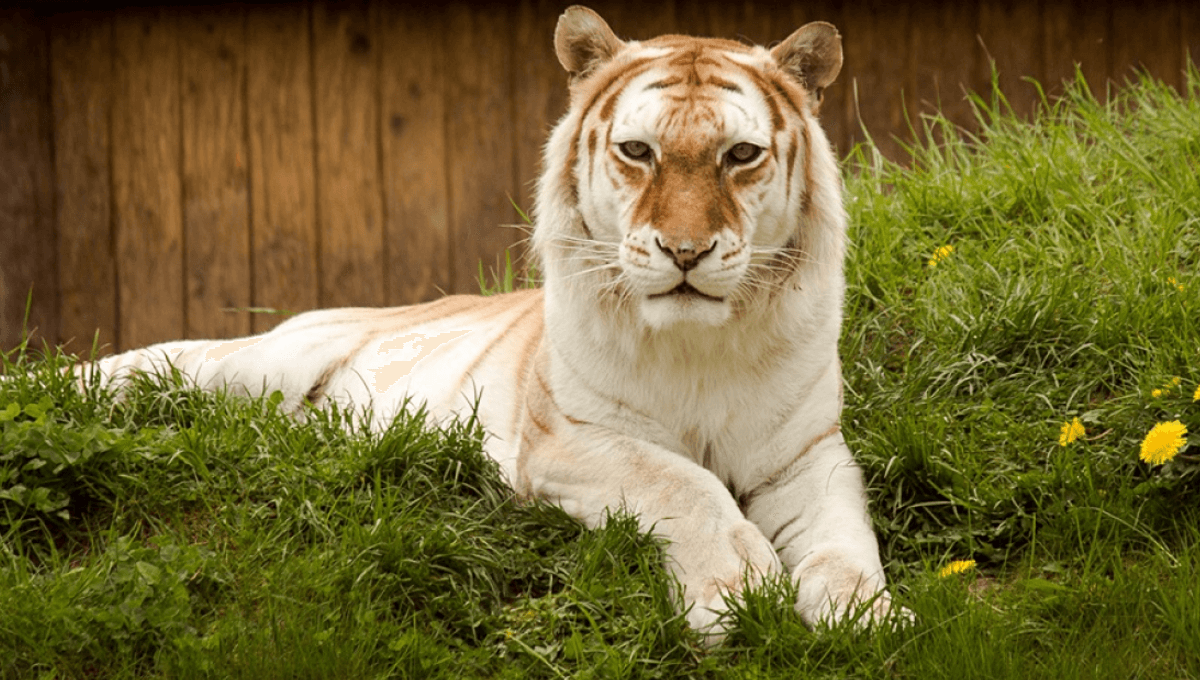 Golden Tigers Are Among The Rarest Big Cats In The World, With Just 4 Known To Exist In The Wild
