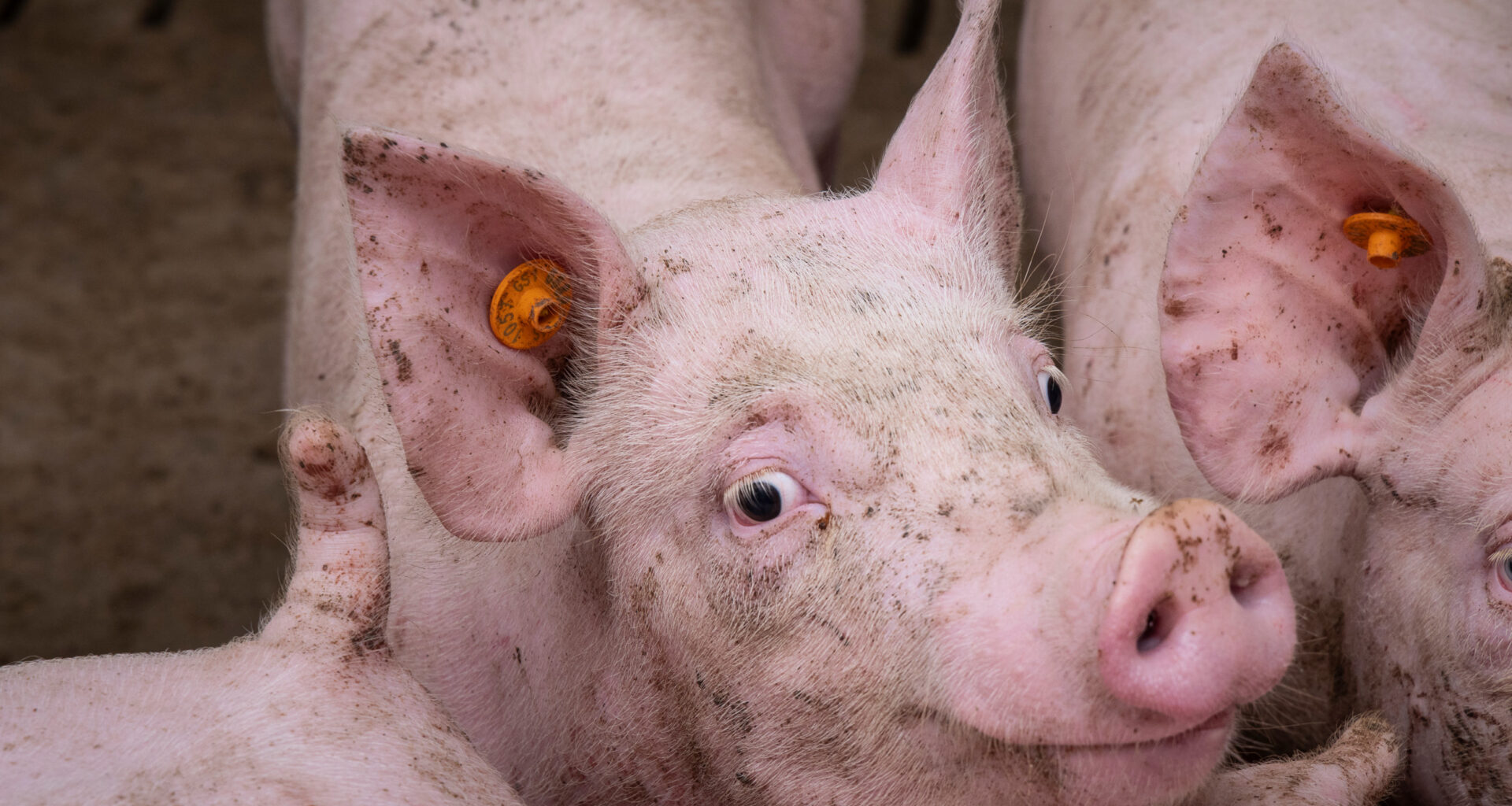Warning signs flash in global pig price cycle