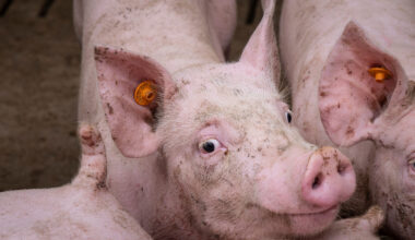 Warning signs flash in global pig price cycle