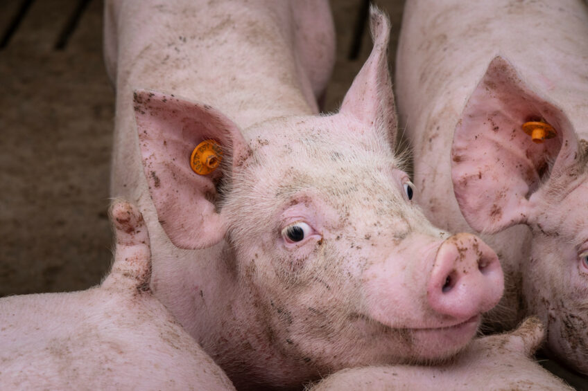 The autumn of 2025 seems just as risky and uncertain as it has been in the previous 6 months, sats John Strak. Photo: Koos Groenewold