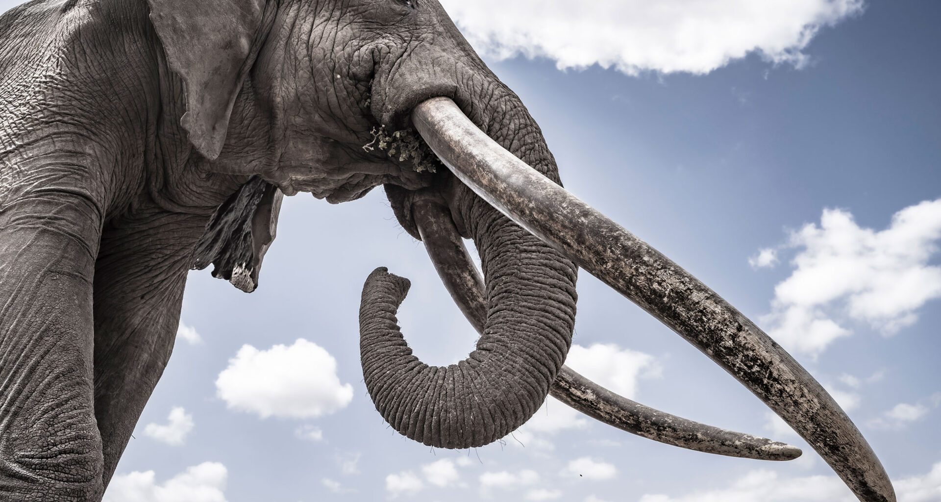 The Wild Elephant in the Room