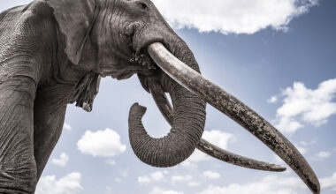 The Wild Elephant in the Room