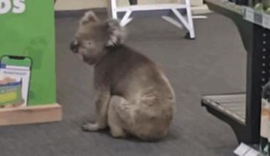 Unusual customer heads to South Australia bottle shop's beer fridge