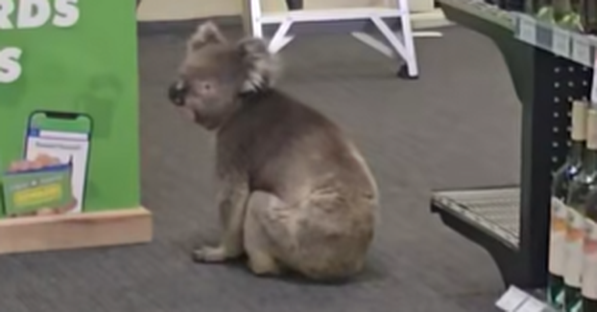Unusual customer heads to South Australia bottle shop's beer fridge