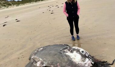 Huge Ocean Sunfish found washed up off Donegal coast