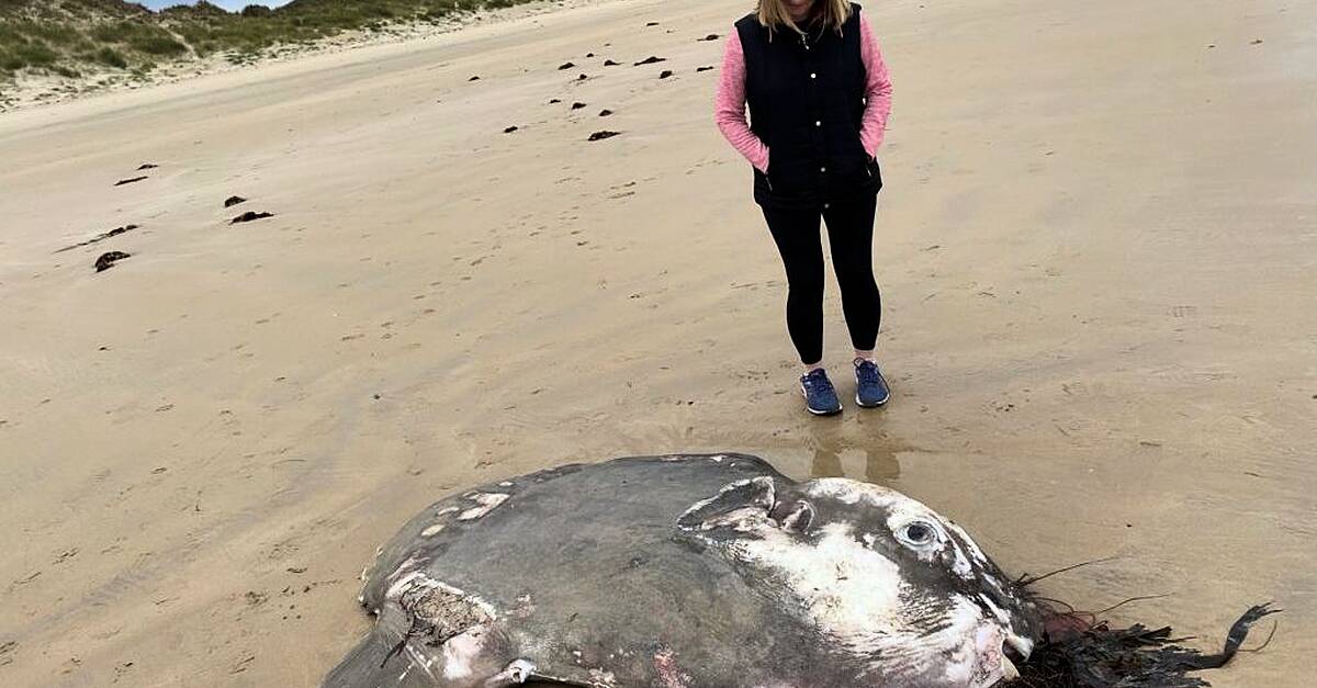Huge Ocean Sunfish found washed up off Donegal coast