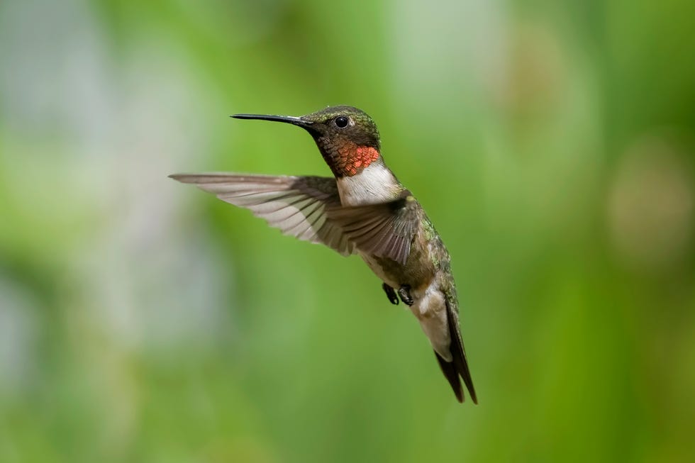 where do hummingbirds go in winter where hummingbirds go for winter