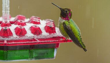Where Do Hummingbirds Go When It Gets Cold?