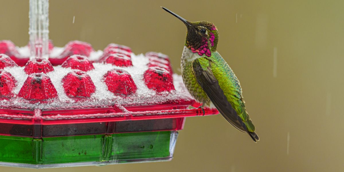 Where Do Hummingbirds Go When It Gets Cold?