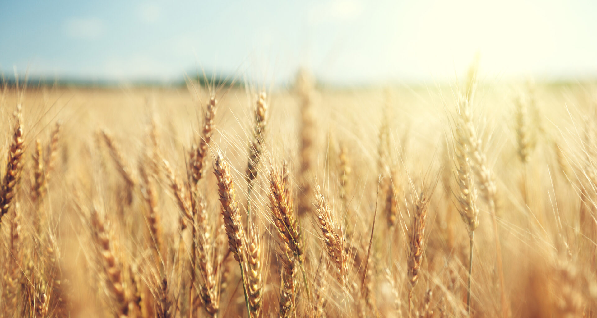 Waiting Game for Wheat Market As Weakness Persists