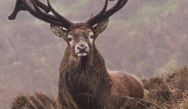 Killarney's annual red deer rut watch takes place today