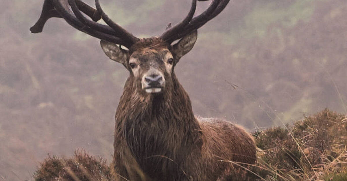 Killarney's annual red deer rut watch takes place tomorrow