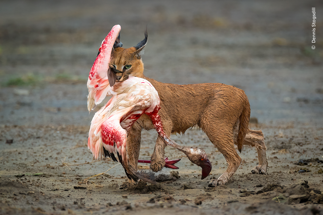 A caracal with a lesser flamingo in its mouth.
