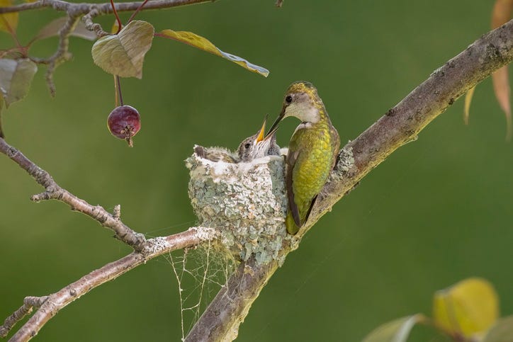 Ruby-throated Hummingbird adult feeding young at nest ruby throated hummingbird adult feeding young at nest