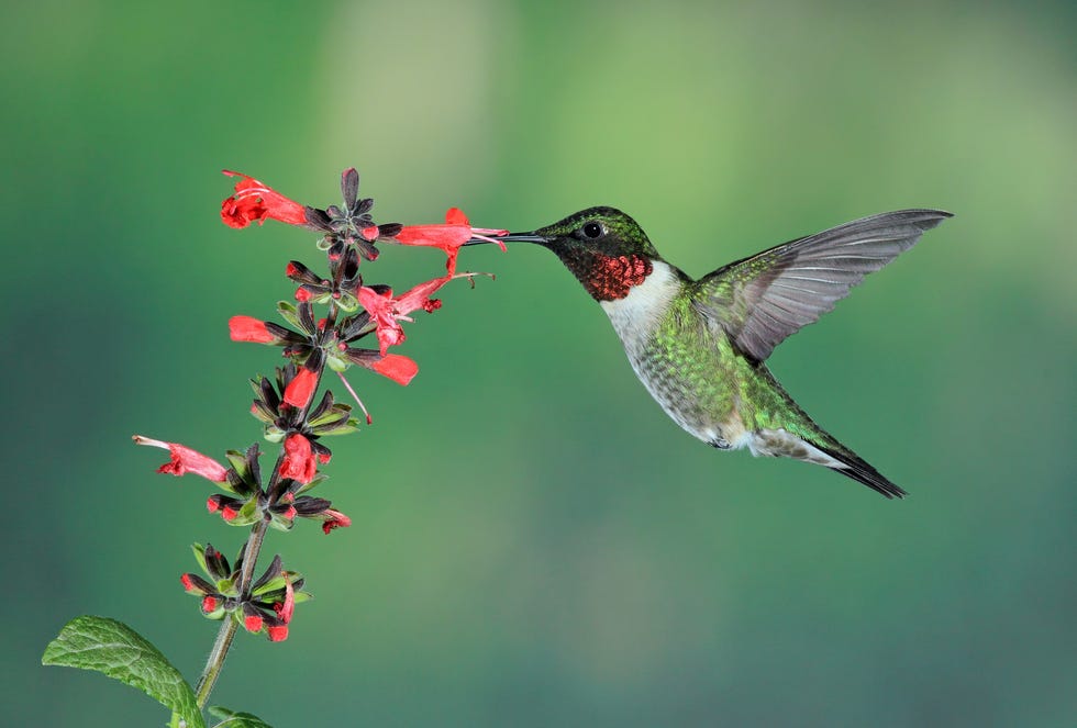 Ruby-throated hummingbird (Archilochus colubris) feeding from salvia flower ruby throated hummingbird archilochus colubris feeding from salvia flower