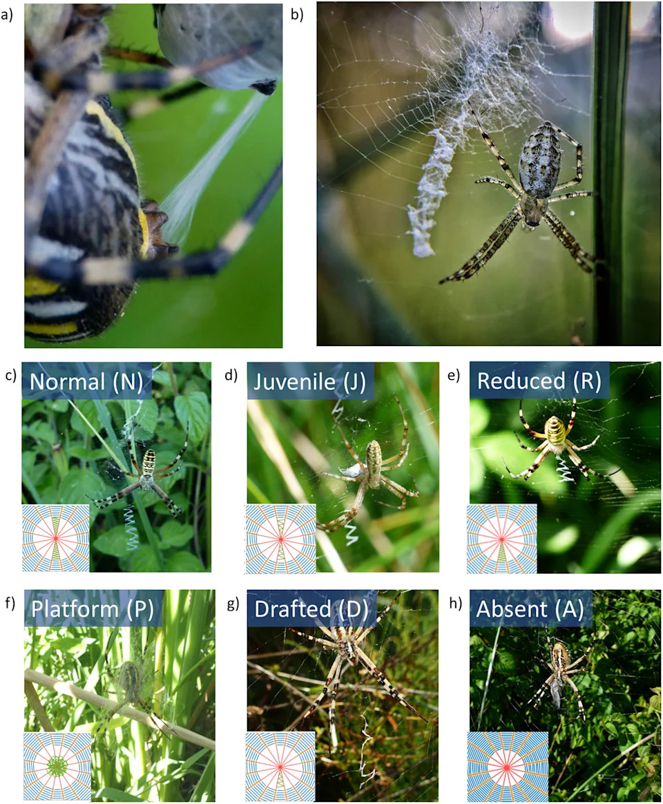 The stabilimentum in Argiope bruennichi. a) The production of aciniform silk by A. bruennichi when wrapping a prey. b) A juvenile A. bruennichi in the centre of its web with the stabilimentum (courtesy of Letizia Alleruzzo, Aracnofilia – Italian Association of Arachnology). c– h) The different types of stabilimentum observed in the webs: normal (N), juvenile (J), reduced (R), platform (P), drafted (D), and absent (A, i.e., without stabilimentum). Image: Greco et al., 2025, PLOS One.