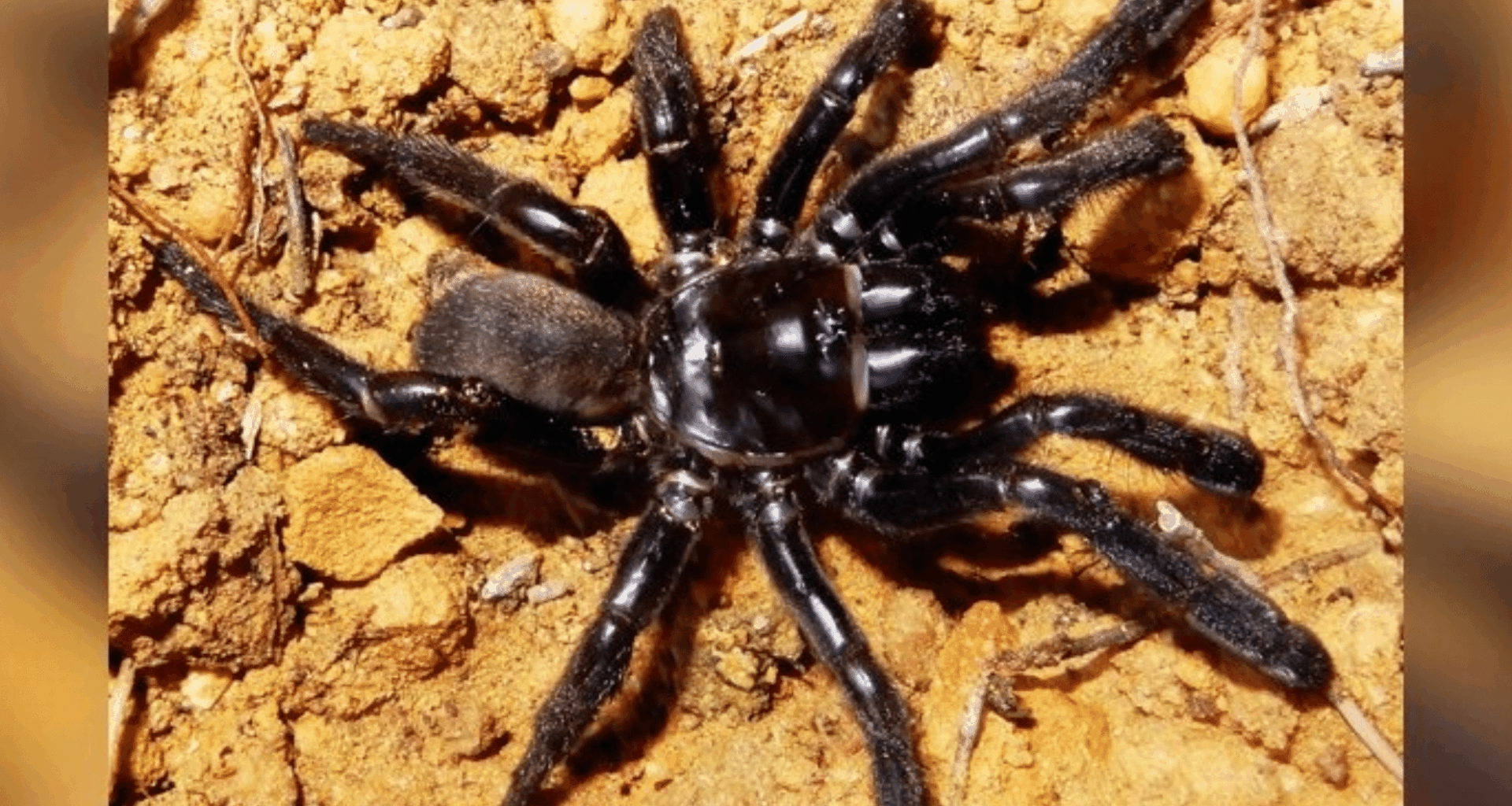 The World’s Oldest Spider Lived To 43 Meet Number 16 And Her Unbelievable Journey