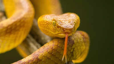 This snake island in Brazil is home to over 4,000 golden lancehead vipers and their deadly, life-saving venom