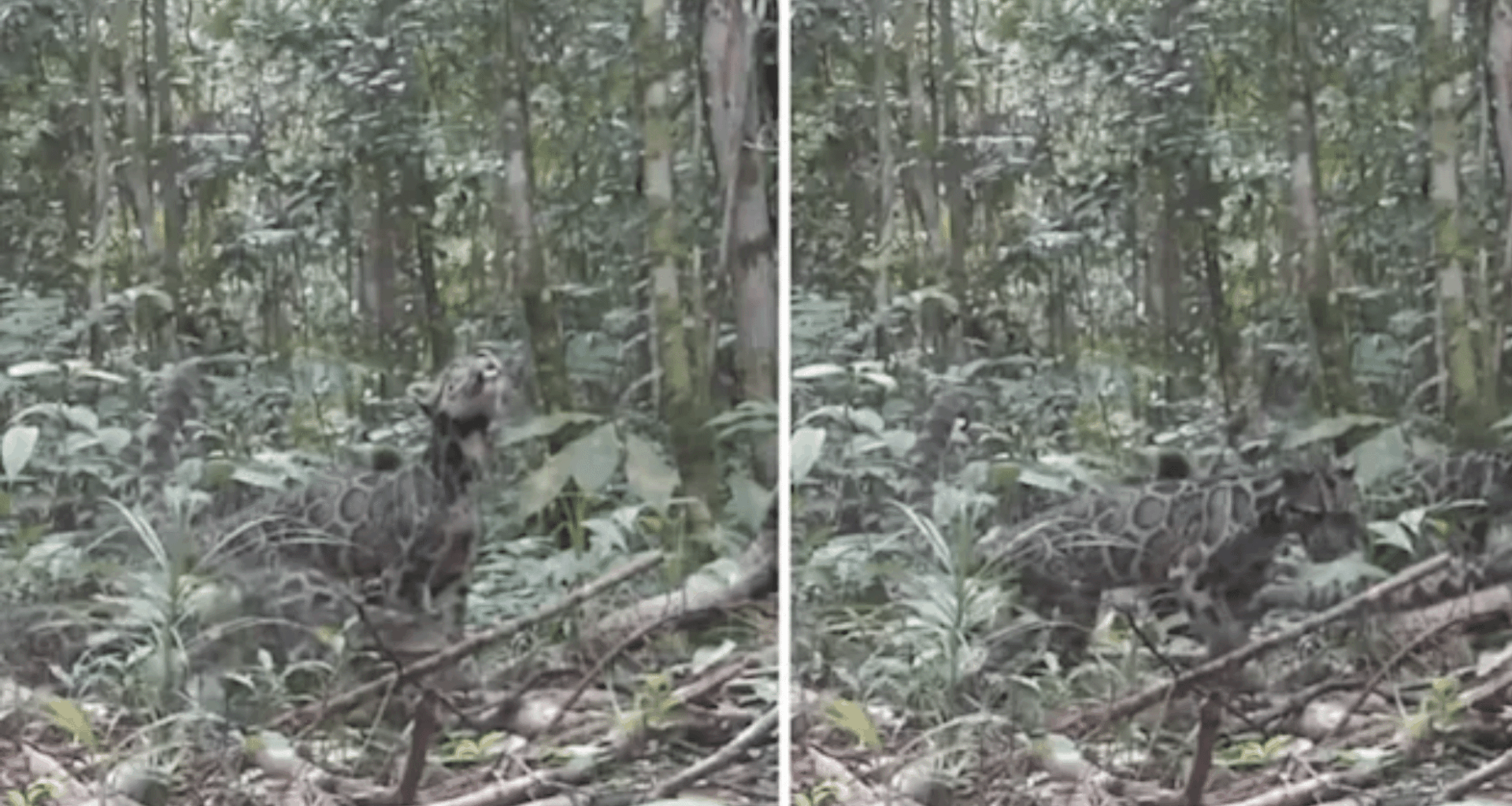 Trail Cameras Reveal Incredible Sighting Of Rare Species In Borneo